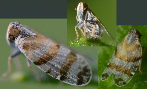 Tachycixius venustulus